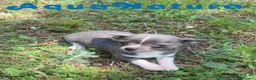 Chihuahua perros en venta: Chihuahua Macho de Pam y Choco 1886 AQUANATURA - Anuncio 3