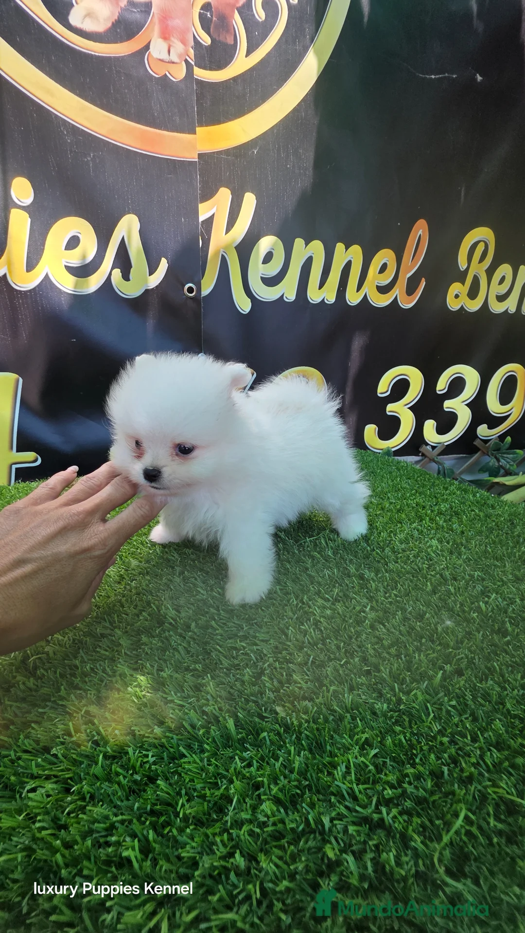 Pomerania perros en venta: Pomerania Teacup blanco  - Anuncio 2