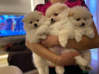 Pomerania perros en Badajoz - Anuncio 19