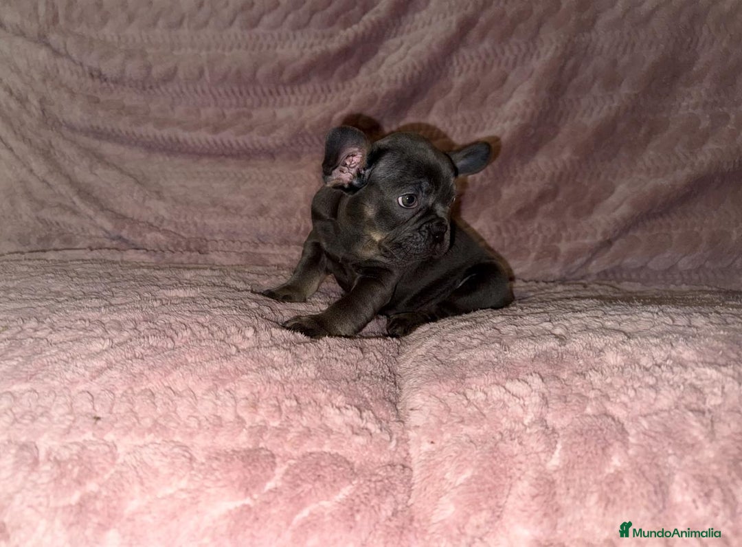 Bulldog Francés perros en venta: Bulldog francés Blue tan M y H - Anuncio 3
