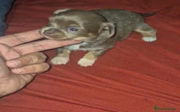 Chihuahua perros en venta: Chihuahua toy lilac pelo largo - Imagen 4