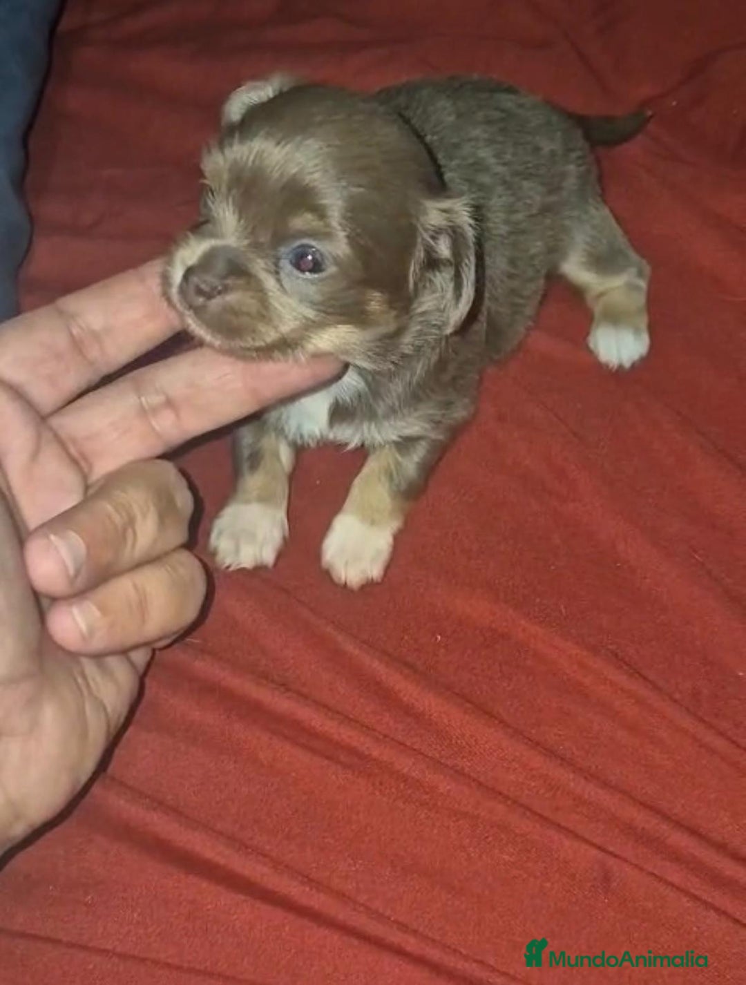 Chihuahua perros en venta: Chihuahua toy lilac pelo largo - Imagen 4
