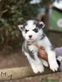 Husky Siberiano Cachorro 1