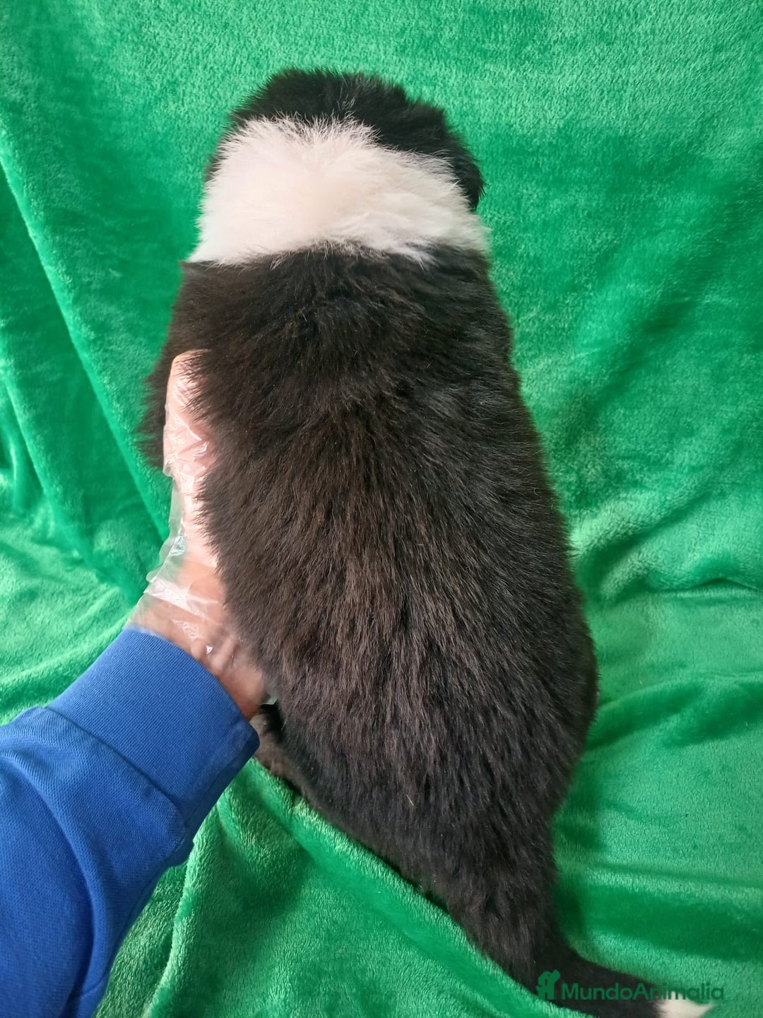 Border Collie perros en venta: Border Collie Blanco y Negro  - Anuncio 3