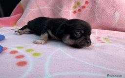 Chihuahua perros en venta: Chihuahuas hembras - Imagen 9