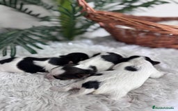 Yorkshire Terrier perros en venta: YORKSHIRE BIEWER HEMBRAS - Anuncio 2