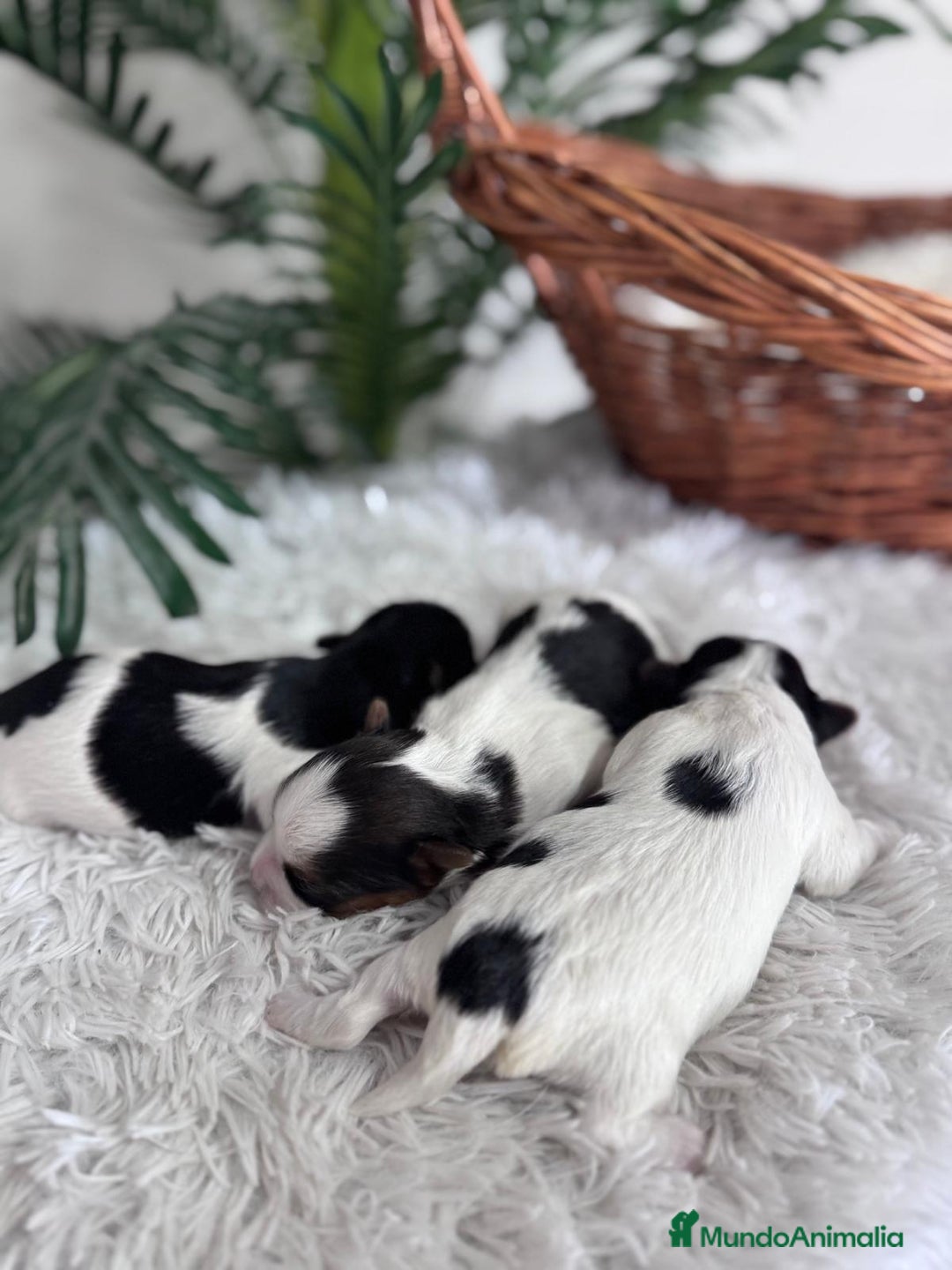 Yorkshire Terrier perros en venta: YORKSHIRE BIEWER HEMBRAS - Anuncio 2