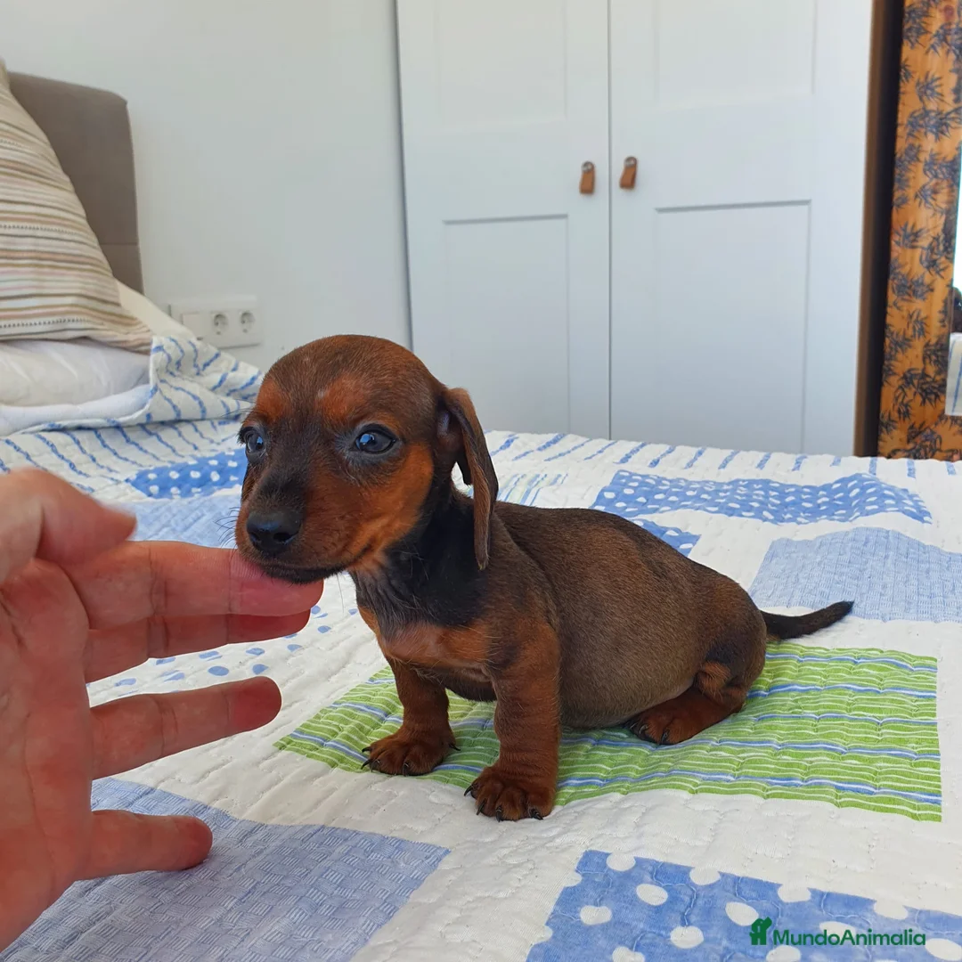 Teckel Miniatura perros en venta: Teckel miniatura  - Anuncio 2