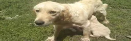 Golden Retriever perros en venta: Golden retriever  - Anuncio 6