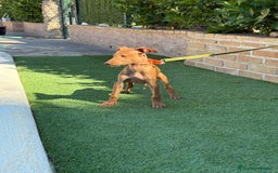 Podenco Canario perros en venta: Cachorro podenco canario  - Imagen 2