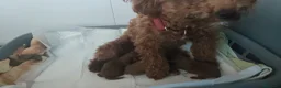 Caniche Toy perros en venta: Caniche toy Prao Toro  en Madrid - Anuncio 3
