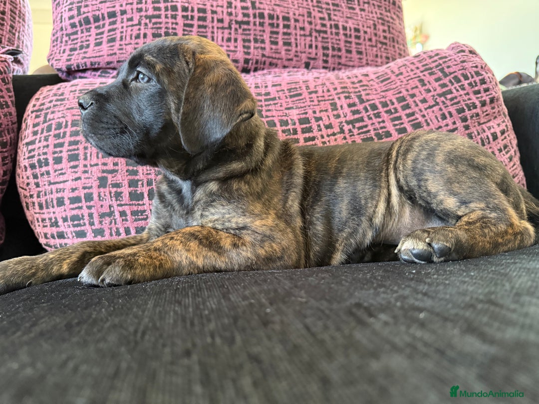 Cane Corso perros en venta: Preciosa camada Cane corso de cría responsable  - Imagen 1
