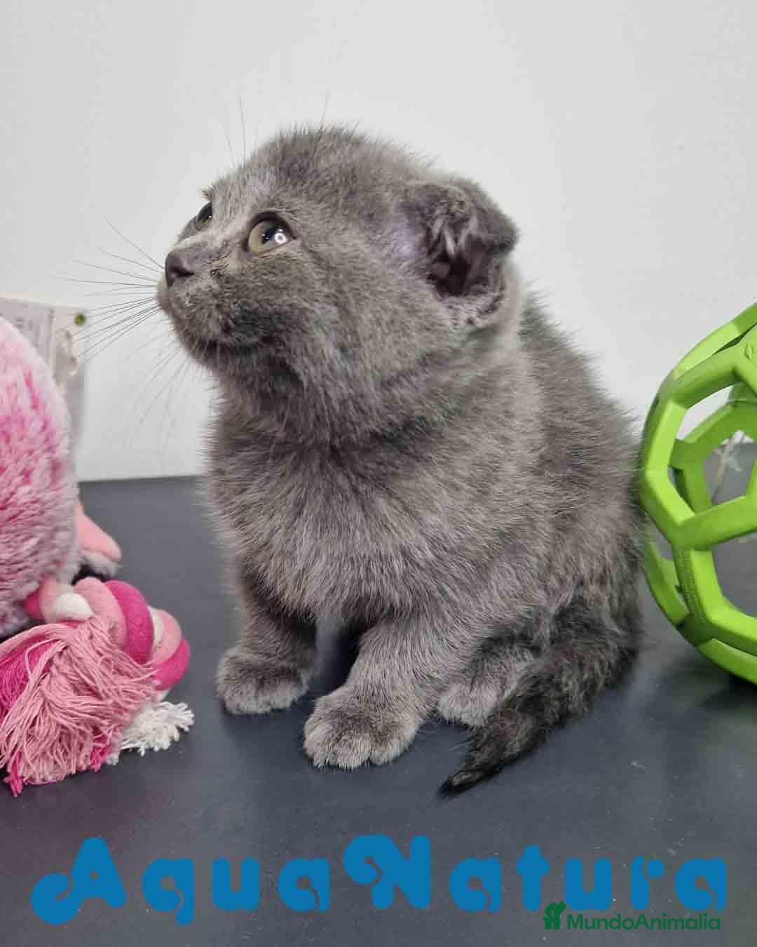 Scottish Fold gatos Scottish Fold Shorthair Hembra 1928 AQUANATURA - Anuncio 7