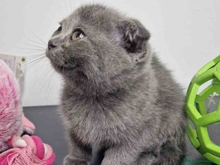 Scottish Fold gatos - Anuncio 13