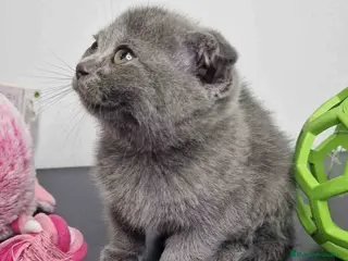Scottish Fold gatos Scottish Fold Shorthair Hembra 1928 AQUANATURA - Anuncio 7