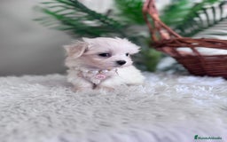 Bichón Maltés perros en venta: BICHON MALTES HEMBRA - Imagen 13