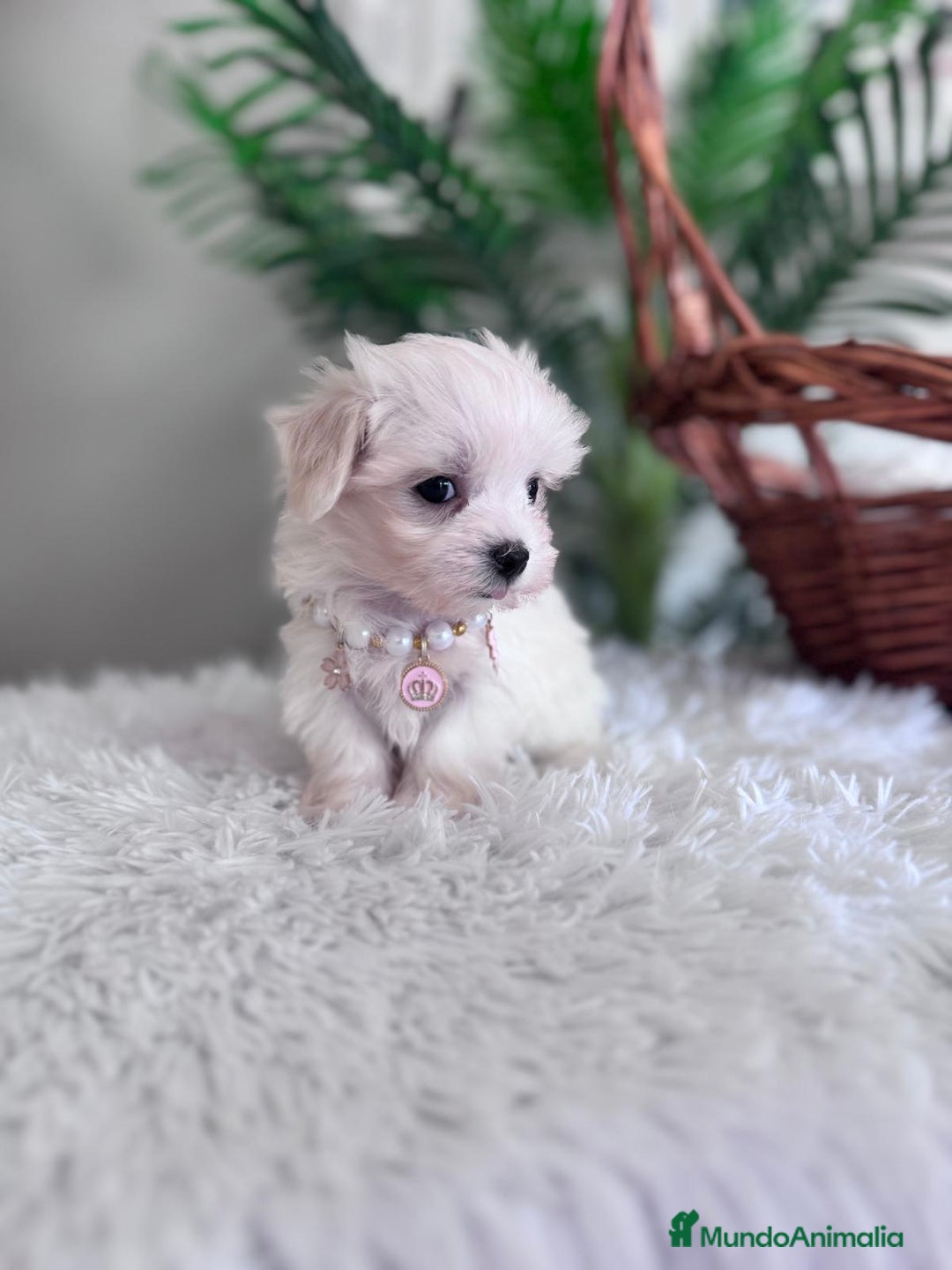 Bichón Maltés perros en venta: BICHON MALTES HEMBRA - Imagen 13