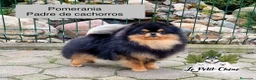Pomsky perros en venta: Pomsky TOY f3b negro y fuego con ojos azules  - Anuncio 8