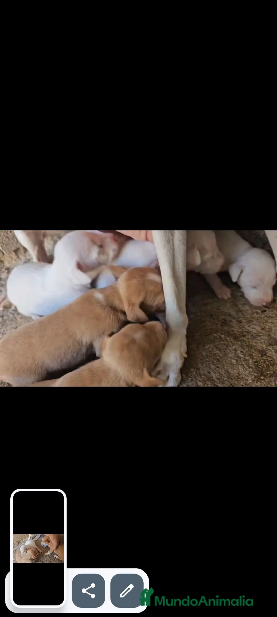 Podenco Andaluz perros en venta: Podenco andaluz - Anuncio 2