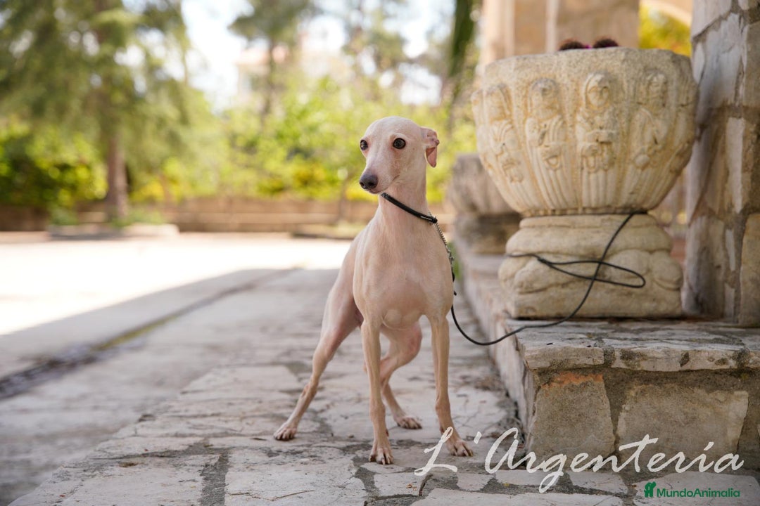 Pequeño Lebrel Italiano perros en venta: camada de piccolo lebrel italiano  - Imagen 2