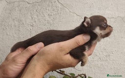 Chihuahua perros en venta: Cachorros de chihuahua - Imagen 2