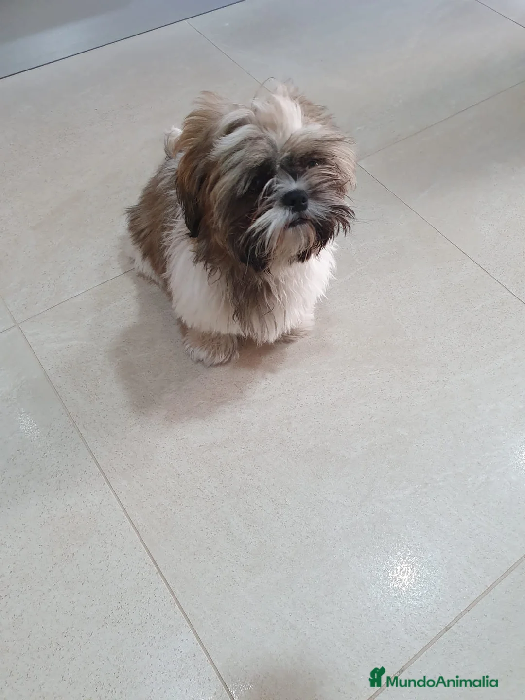 Shih Tzu perros en venta: shih tzu del valle caprice - Anuncio 1