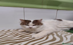 Raza Mixta gatos en venta: Persa con Angora - Imagen 1