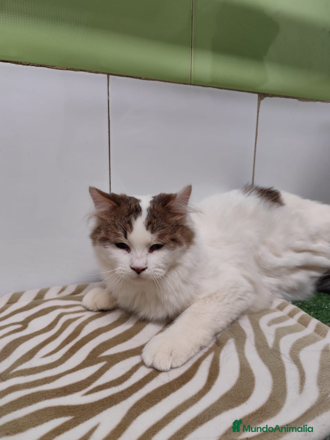 Raza Mixta gatos en venta: Persa con Angora - Imagen 1
