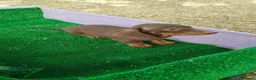 Teckel Miniatura perros en venta: Teckel chocolate hembra  en Barcelona - Anuncio 2