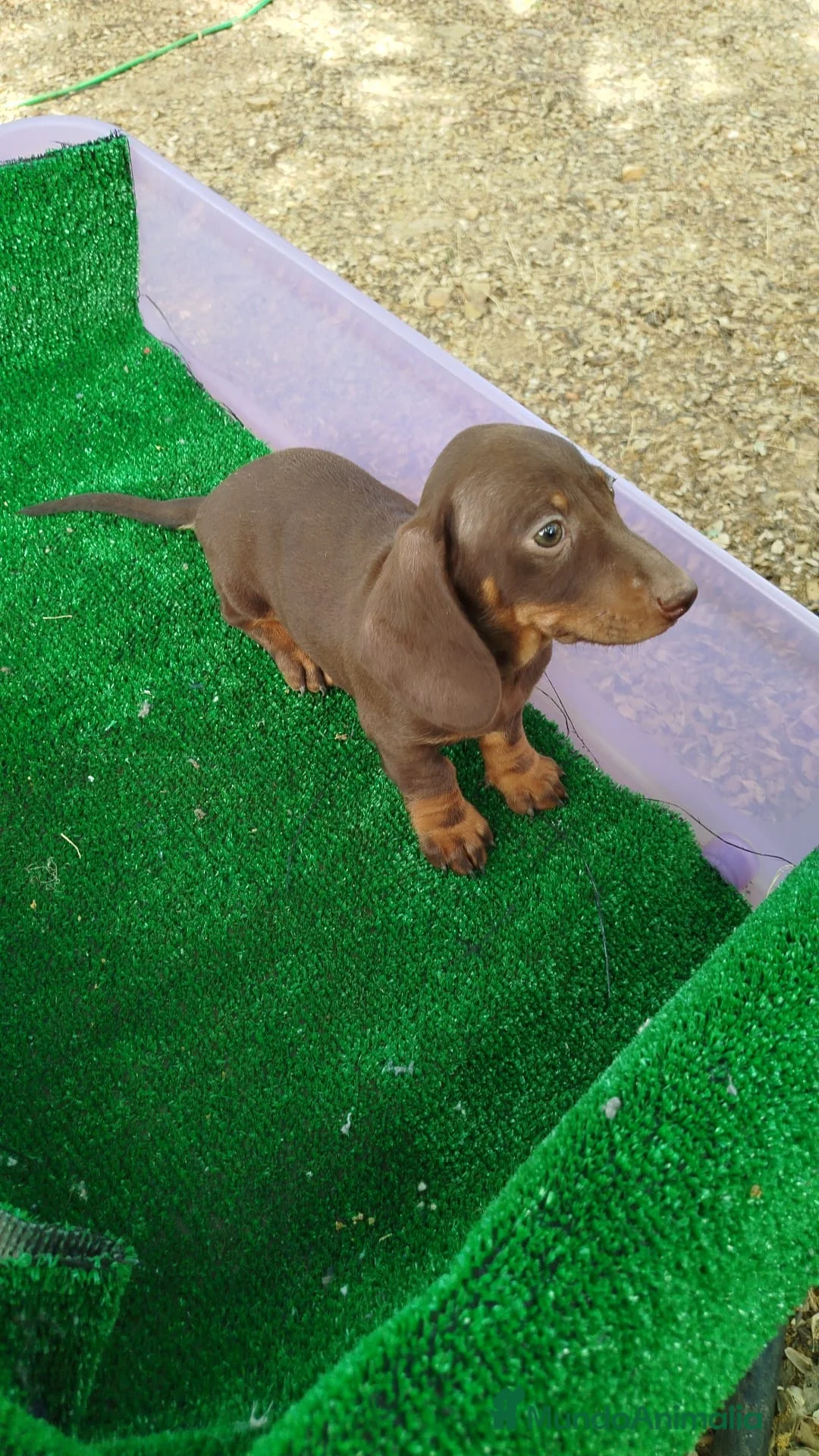 Teckel Miniatura perros en venta: Teckel chocolate hembra  en Barcelona - Anuncio 2