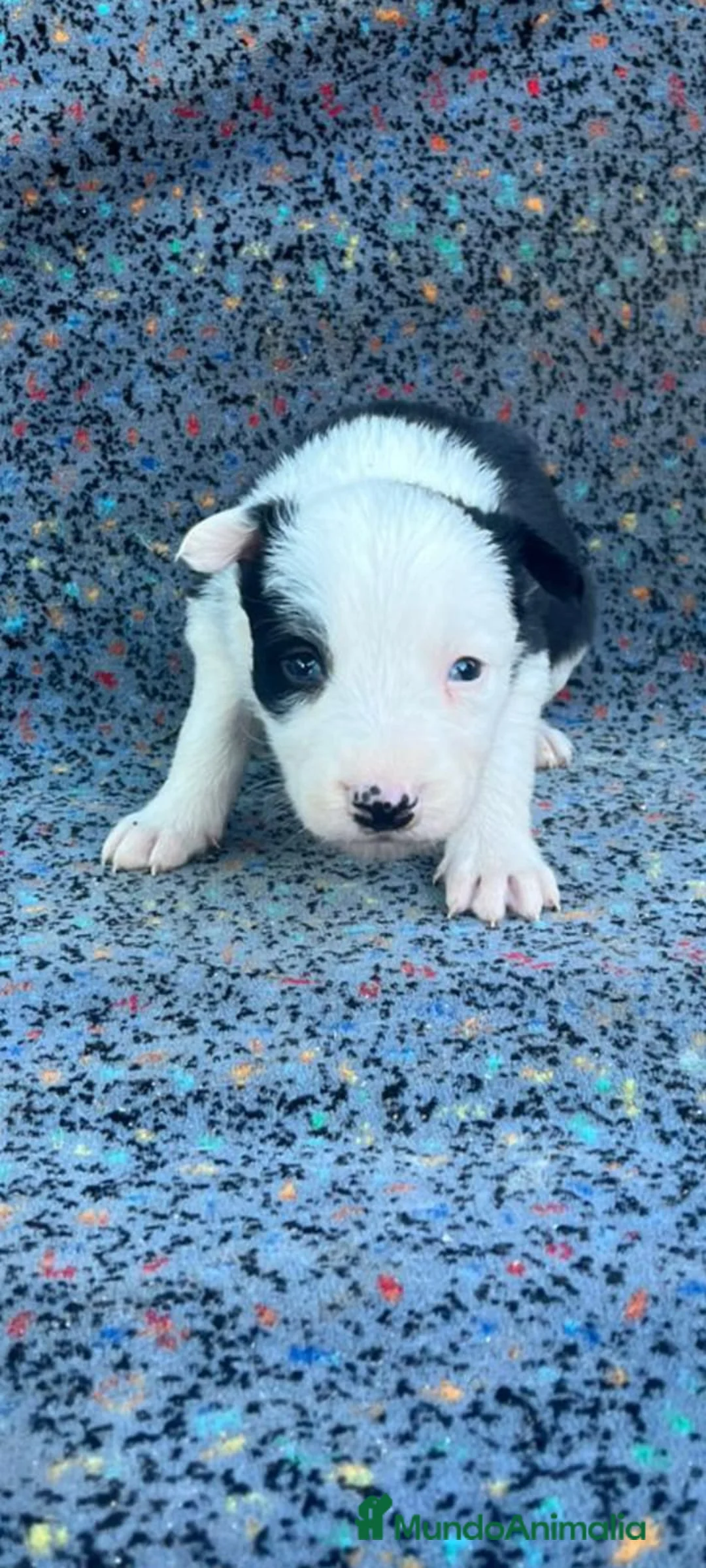 Border Collie perros en venta: Border collie  - Anuncio 4