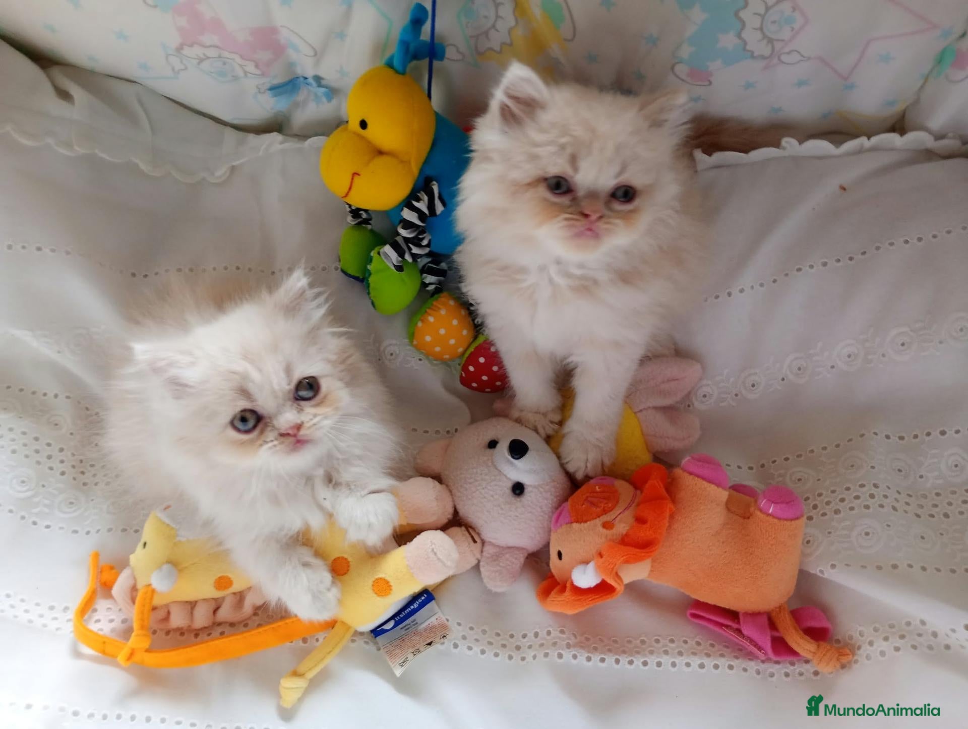 Persa gatos Gatitos persa Himalayos  - Anuncio 1