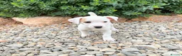 Jack Russell Terrier perros en venta: JACK RUSSELL - Anuncio 4