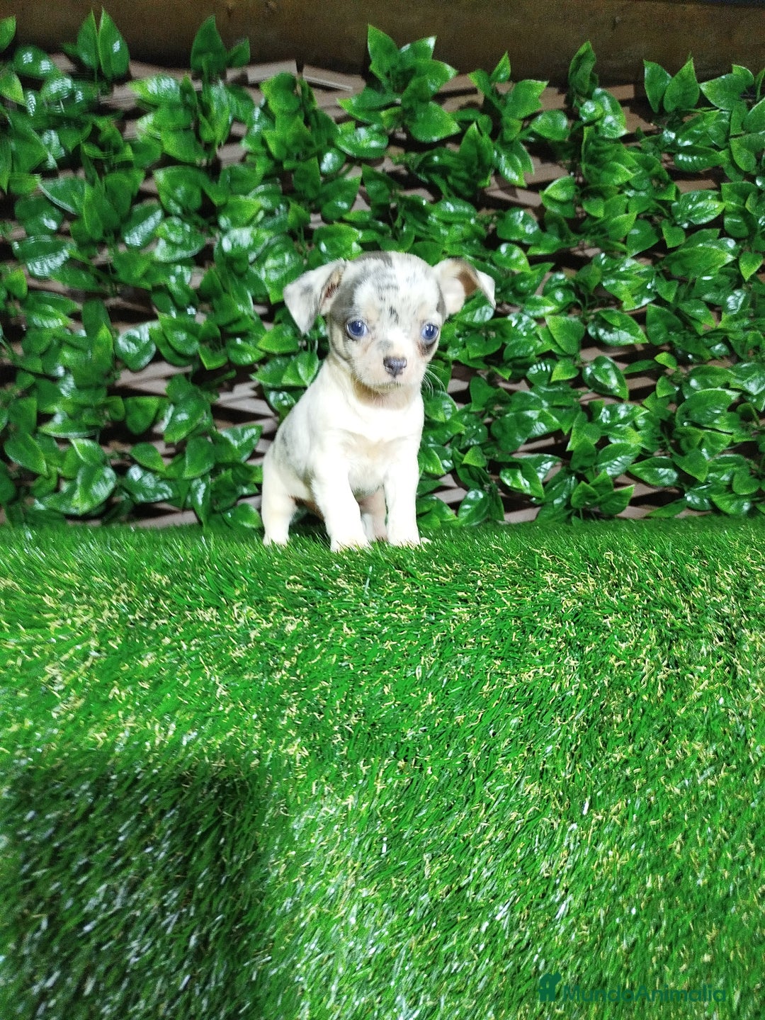 Chihuahua perros en venta: Chihuahuas toy  - Anuncio 5