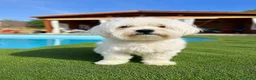 Bichón Maltés perros en venta: Bichon maltes - Anuncio 2