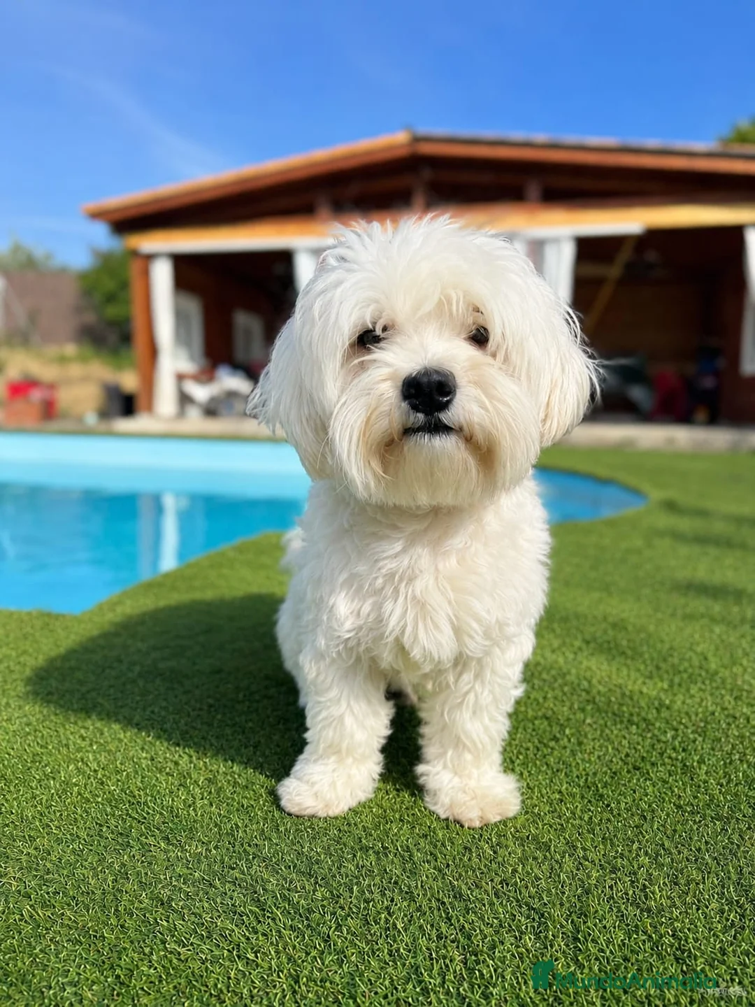 Bichón Maltés perros en venta: Bichon maltes - Anuncio 2