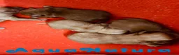 Caniche Toy perros en venta: Camada HAVAPOO de Haya y Can - AQUANATURA en Barcelona - Anuncio 2