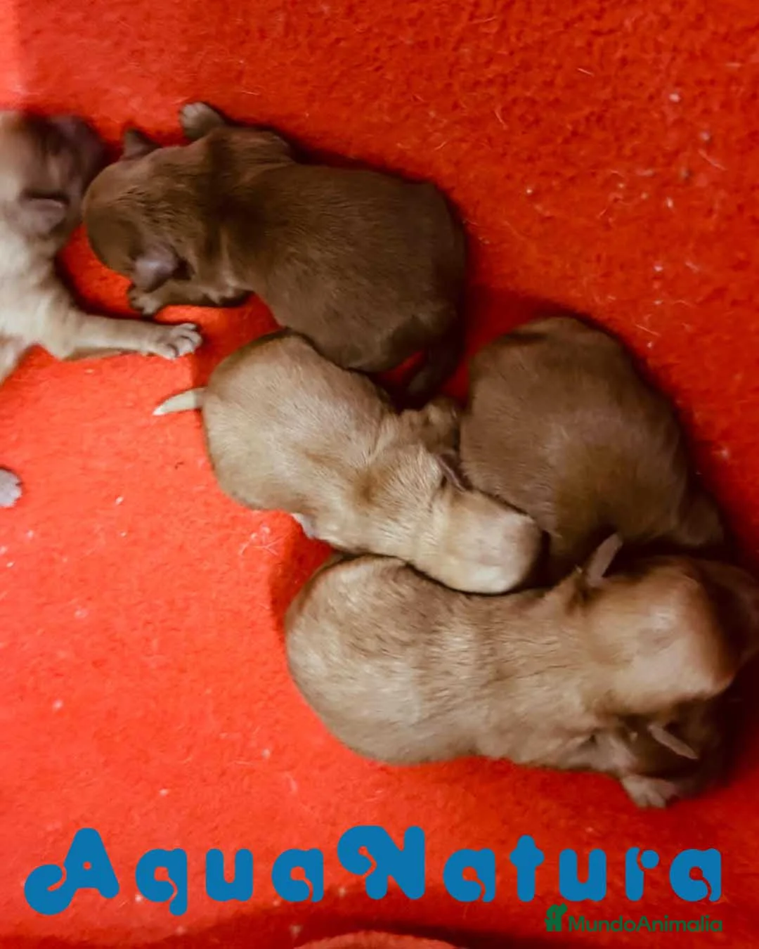Caniche Toy perros en venta: Camada HAVAPOO de Haya y Can - AQUANATURA en Barcelona - Anuncio 2