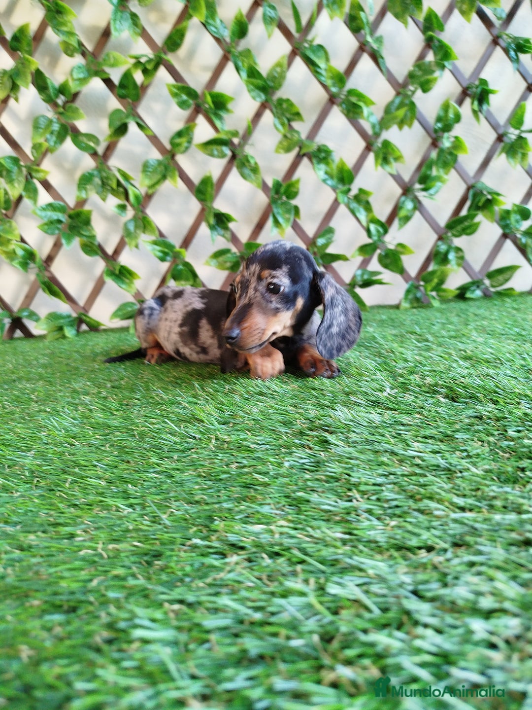 Teckel Miniatura perros en venta: Teckels kanichen merlés  - Anuncio 3