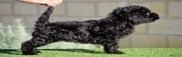 Perro de Agua Español perros en venta: PERRO DE AGUA  - Anuncio 20
