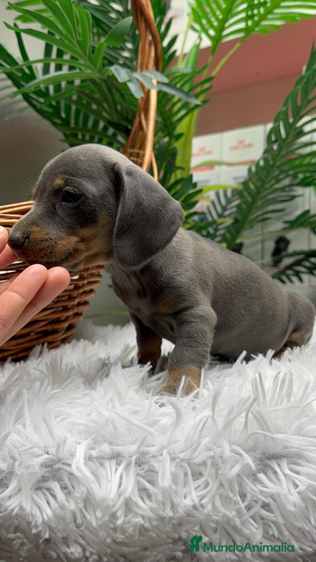 Teckel Miniatura perros en venta: TECKEL MINIATURA BLUE AND TAN - Anuncio 22