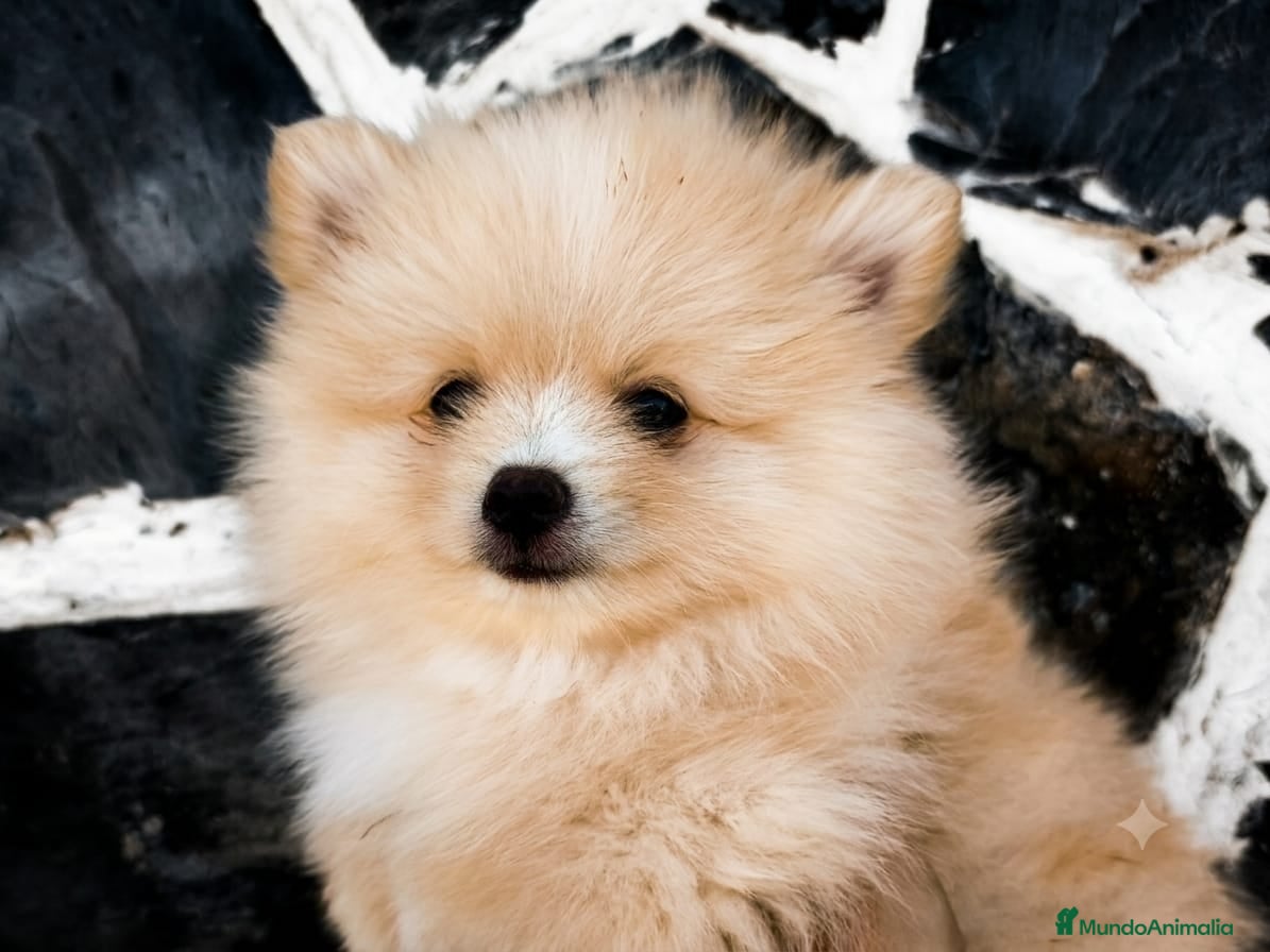 Pomerania perros LULÚ DE POMERANIA Macho - Anuncio 1