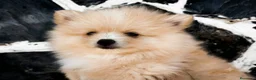 Pomerania perros en venta: LULÚ DE POMERANIA Macho - Anuncio 1