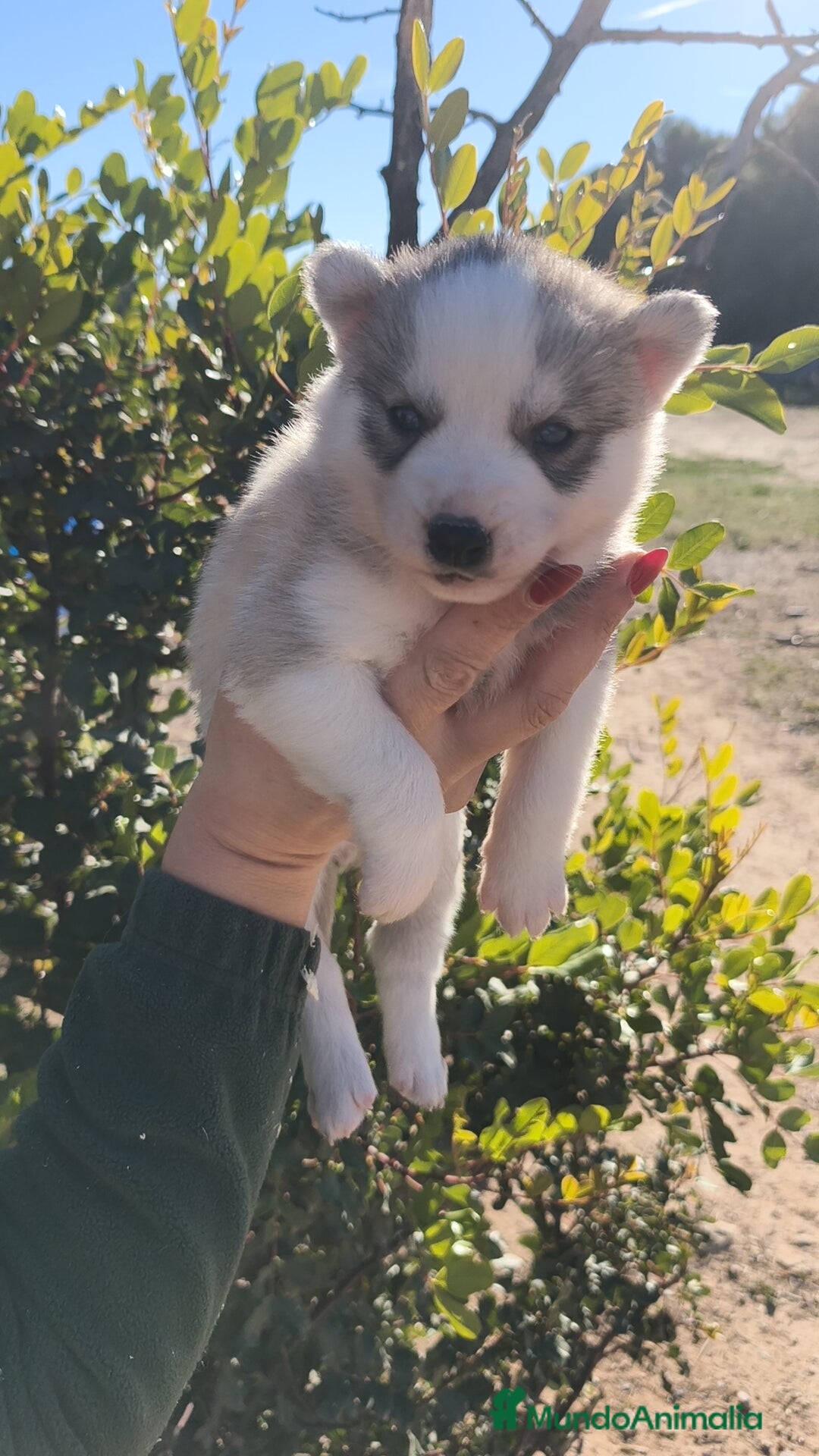 Husky Siberiano perros en venta: Husky SIBERIANO  - Anuncio 1
