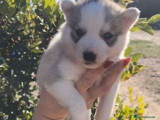 Husky Siberiano perros Husky SIBERIANO - Anuncio 27