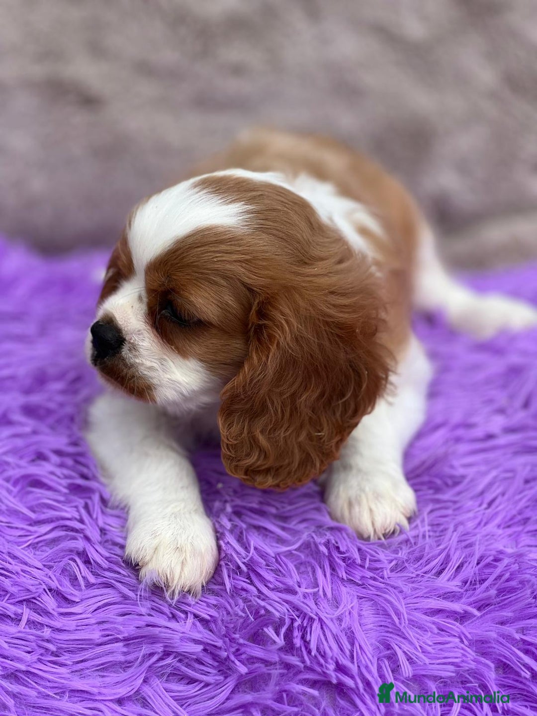 Cavalier King Charles Spaniel perros en venta: Cavalier - Imagen 3