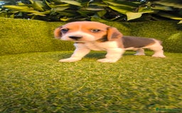 Beagle perros en venta: beagles tricolor  - Imagen 16