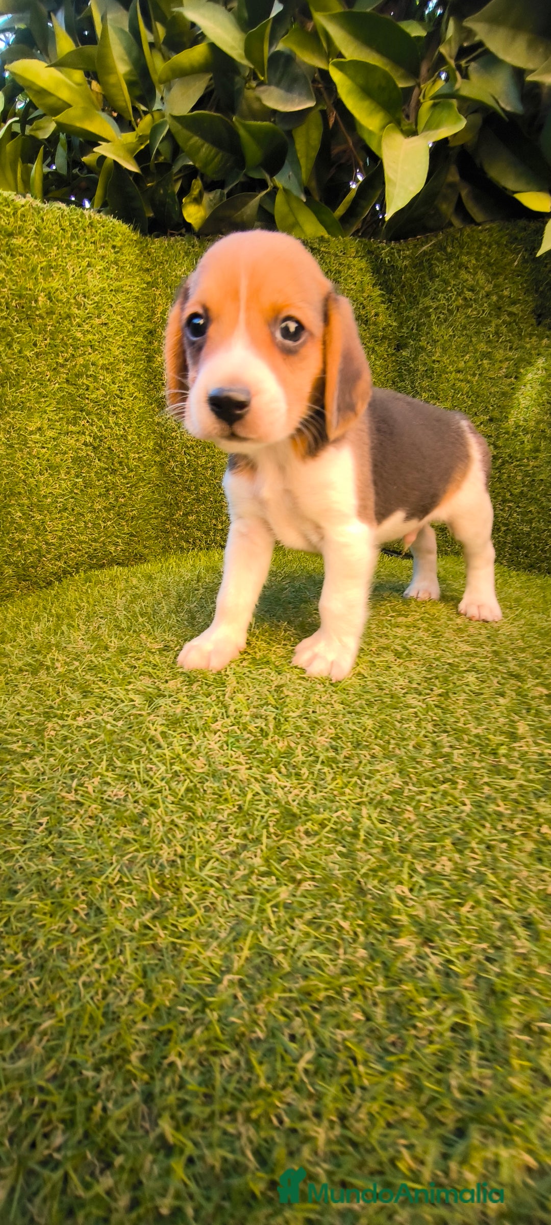 Beagle perros en venta: beagles tricolor  - Imagen 16