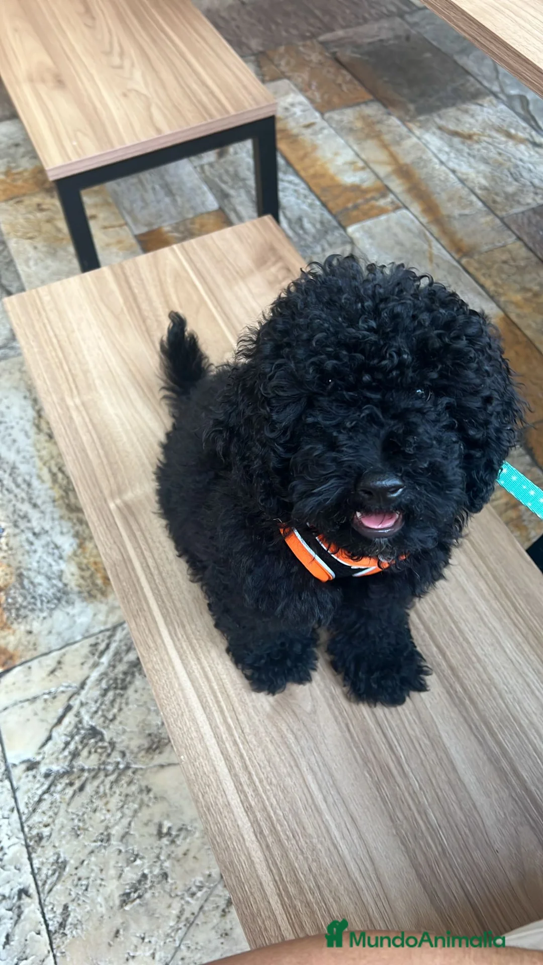 Caniche Toy perros en venta: Caniche macho  - Anuncio 2