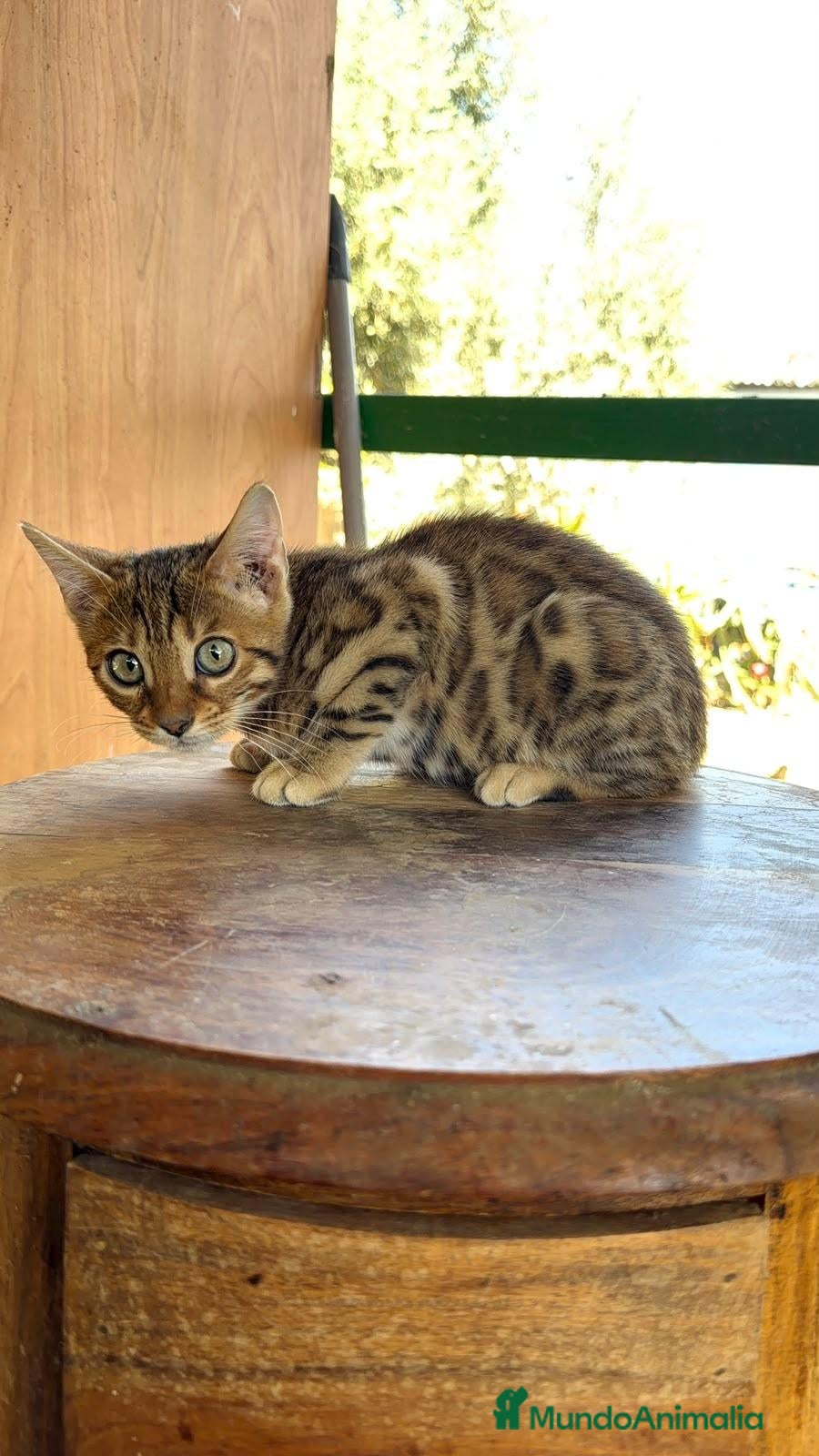 Bengalí gatos Bengalí hembra increíble guapísima  - Anuncio 1